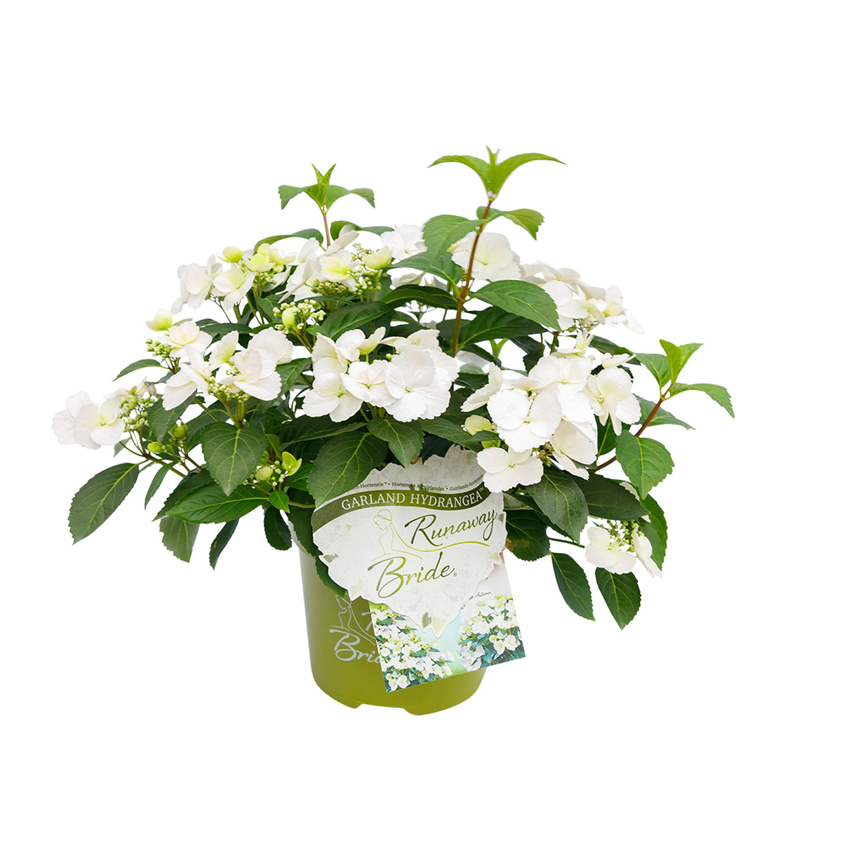 Hydrangea Hydrangea hybrid 'Runaway Bride' white