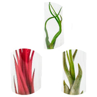 3x Air plant Tillandsia - Red-green-grey mix in tubes