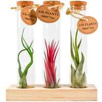 3x Air plant Tillandsia - Red-green-grey mix in tubes