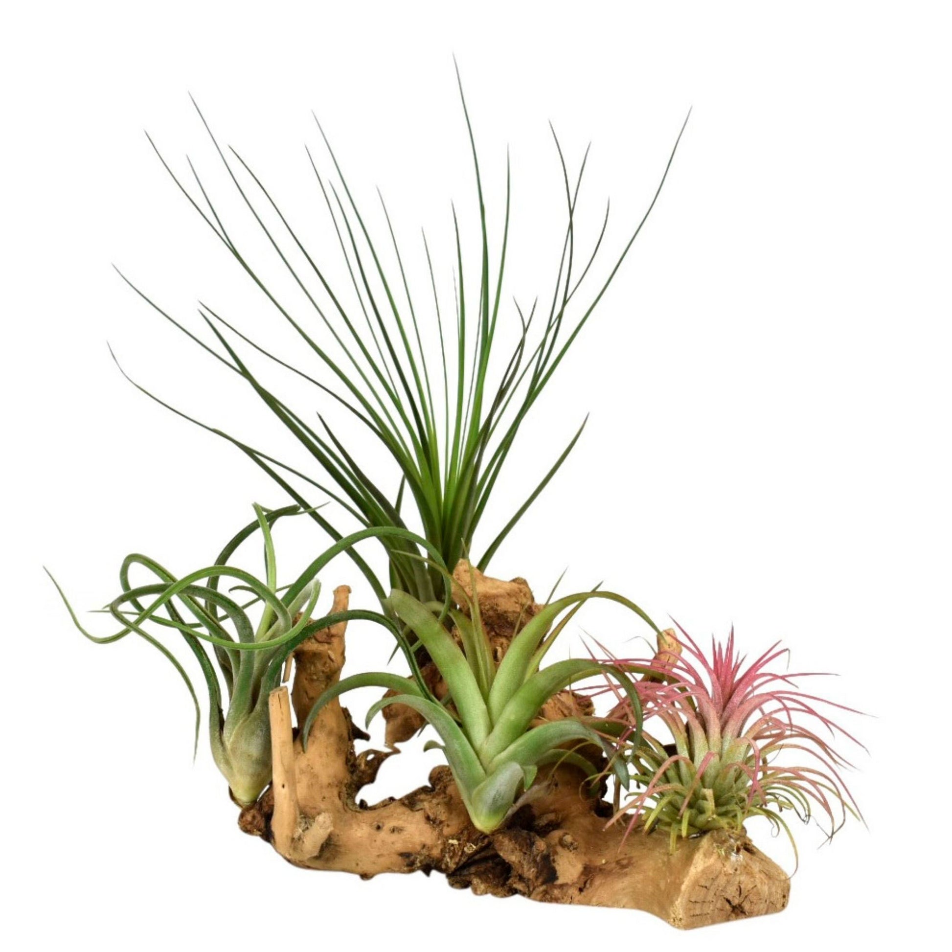 air plant log 4x Air plant Tillandsia