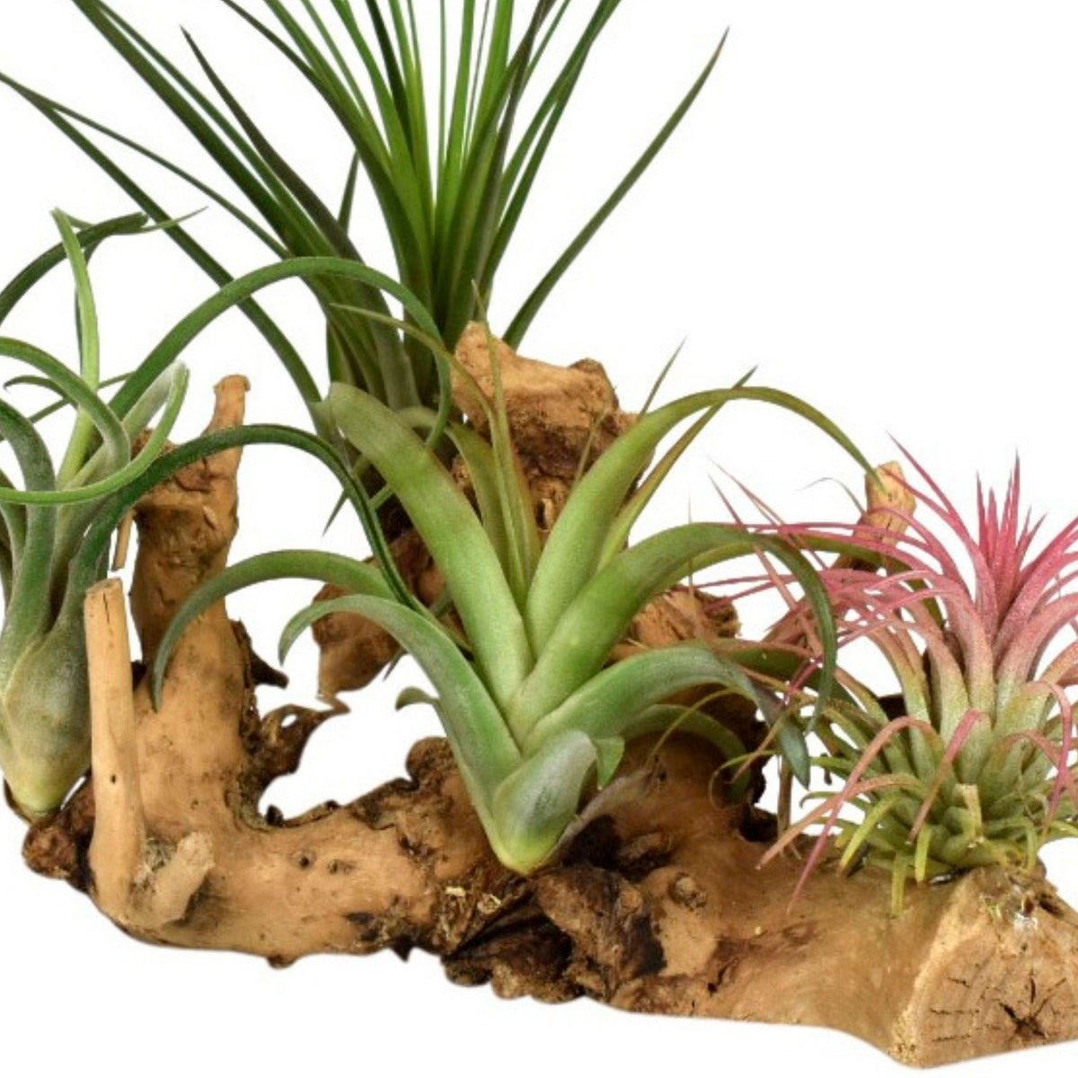 4x Air plant Tillandsia - Red-green-grey mix on log large
