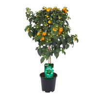 Wild sage Lantana camara Orange