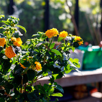 Wild sage Lantana camara Orange