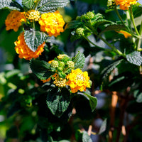 Wild sage Lantana camara Orange