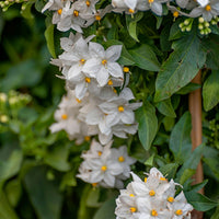 Lycianthes jasminoides White