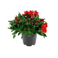 Alstroemeria colorita Red - Hardy plant