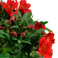 Alstroemeria colorita Red - Hardy plant