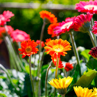 Gerbera  'Garvinea' Orange