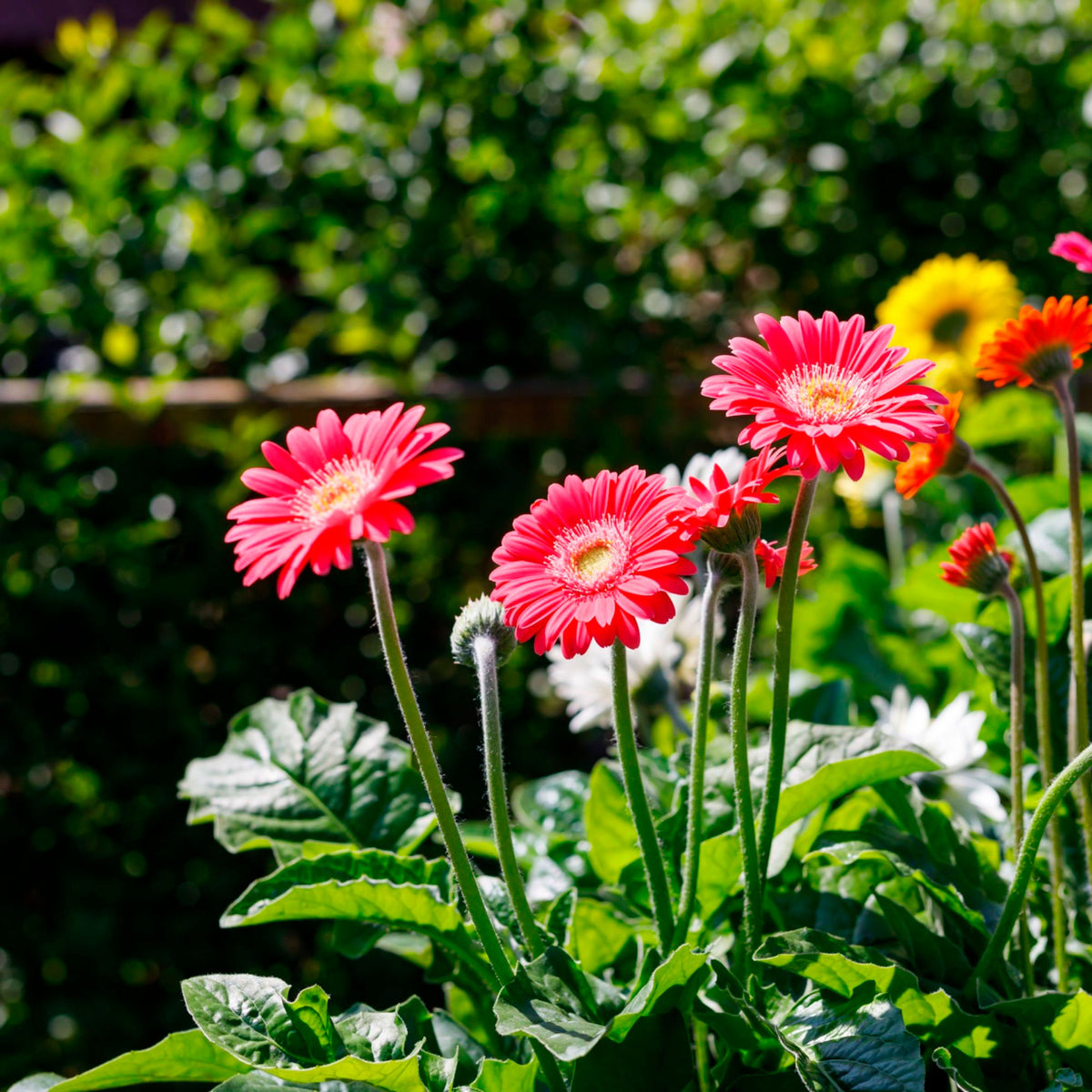 Gerbera  'Garvinea' Pink