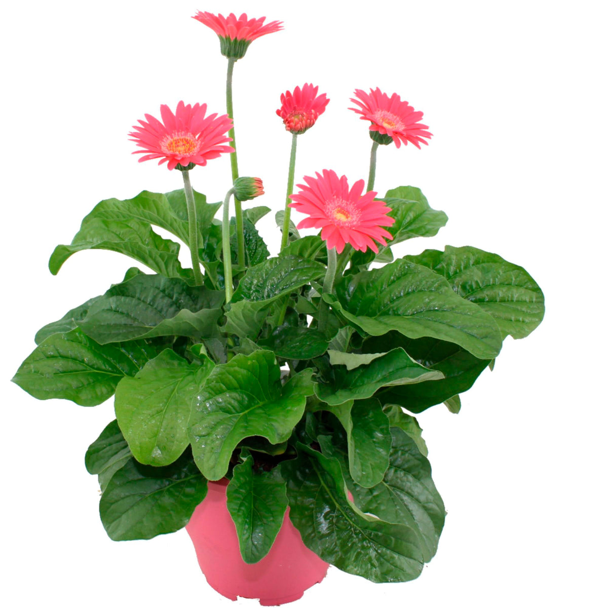 Gerbera  'Garvinea' Pink