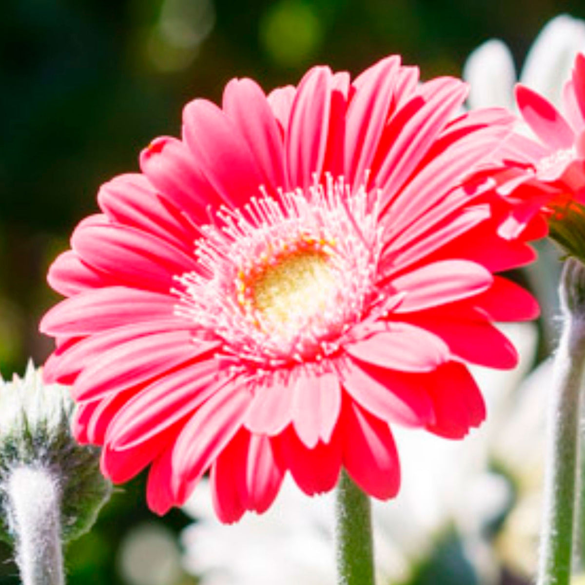 Gerbera  'Garvinea' Pink