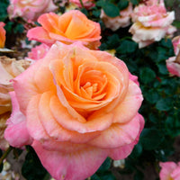 3x large-flowered rose Rosa 'Britannia'® Pink-Yellow - Bare rooted - Hardy plant