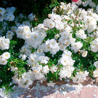 3x ground-covering rose  Rosa 'Diamant'® White - Bare rooted - Hardy plant