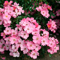 3x ground-covering rose  Rosa 'Fortuna'® Pink - Bare rooted - Hardy plant