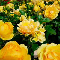 3x rose  Rosa 'Hansestadt Rostock'® Yellow - Bare rooted - Hardy plant