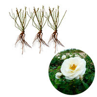 3x spray rose Rosa 'Sirius'® Cream-Pink - Bare rooted - Hardy plant