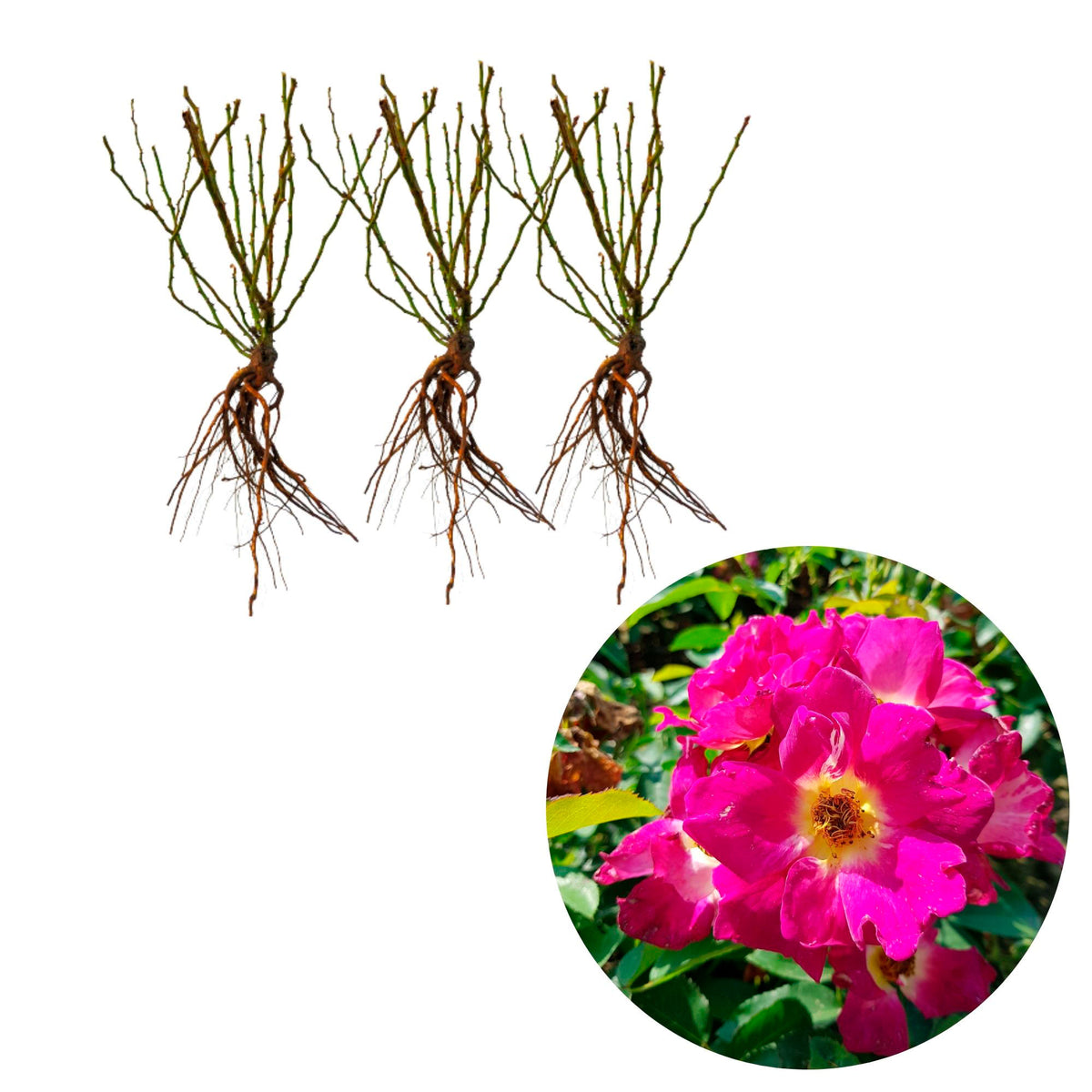 3x roses Roos Rosa 'Weg der Sinne'® Red - Bare rooted - Hardy plant