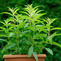 Aloysia  Green - Bio