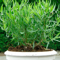 Artemisia  'Senior' Green - Bio