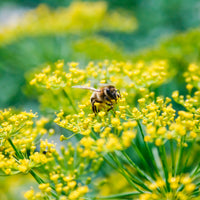 Foeniculum  Green - Bio