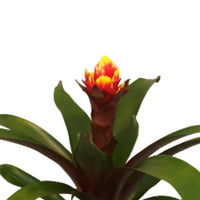 Bromeliad Bromelia sp Guzmania 'Crown' Red-Yellow