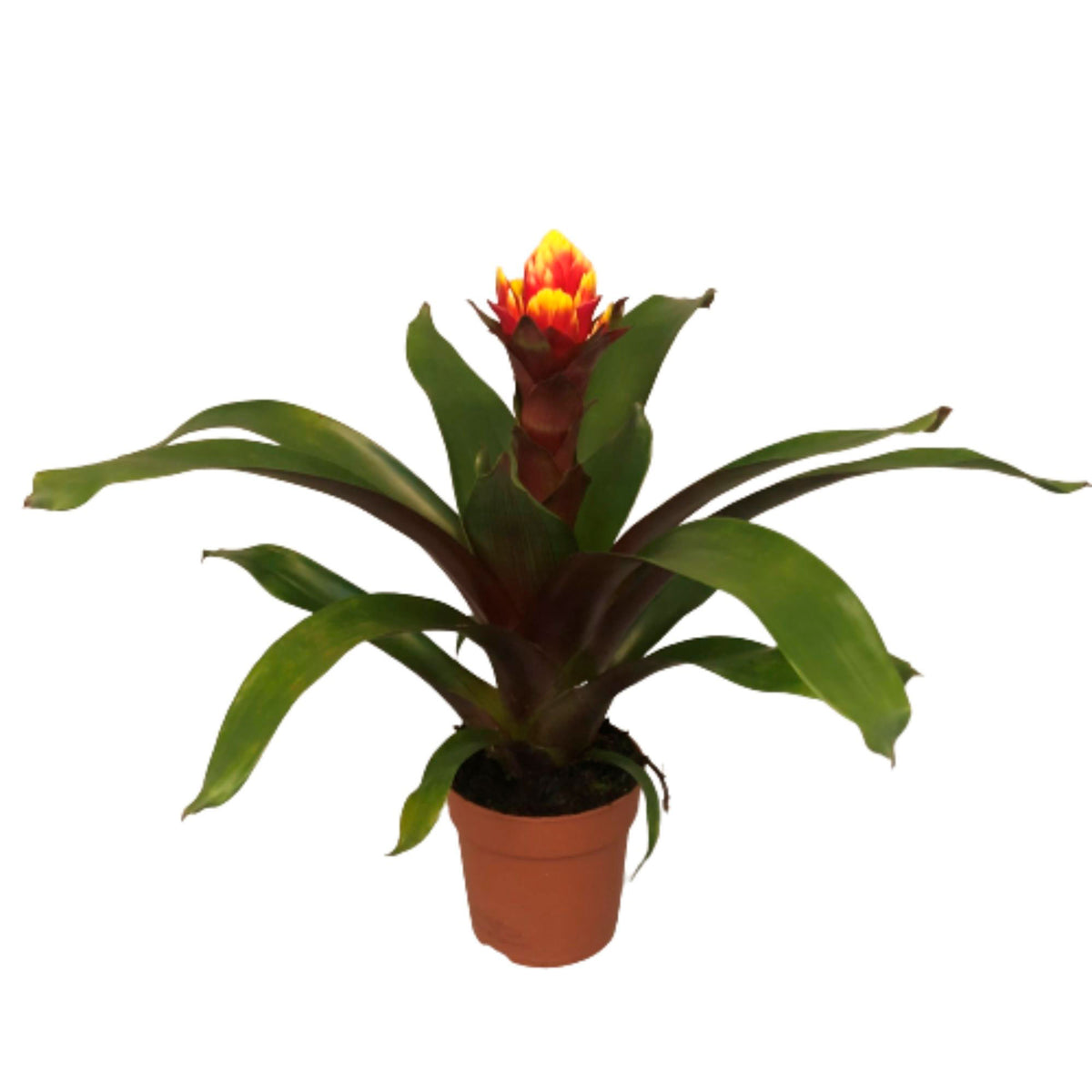 Bromeliad Bromelia sp Guzmania 'Crown' Red-Yellow