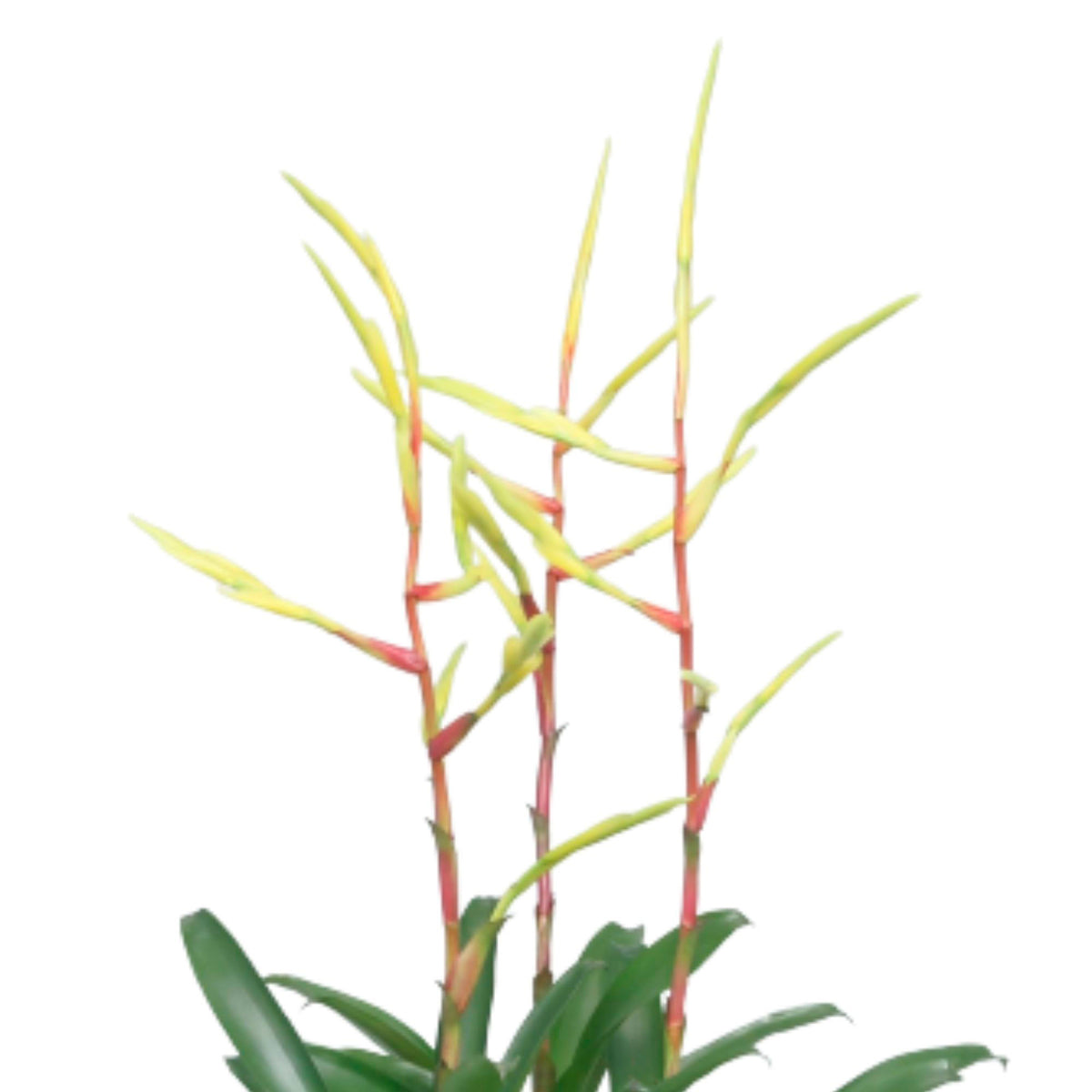 Bromelia Vriesea 'Happy Yellow' Yellow-Purple