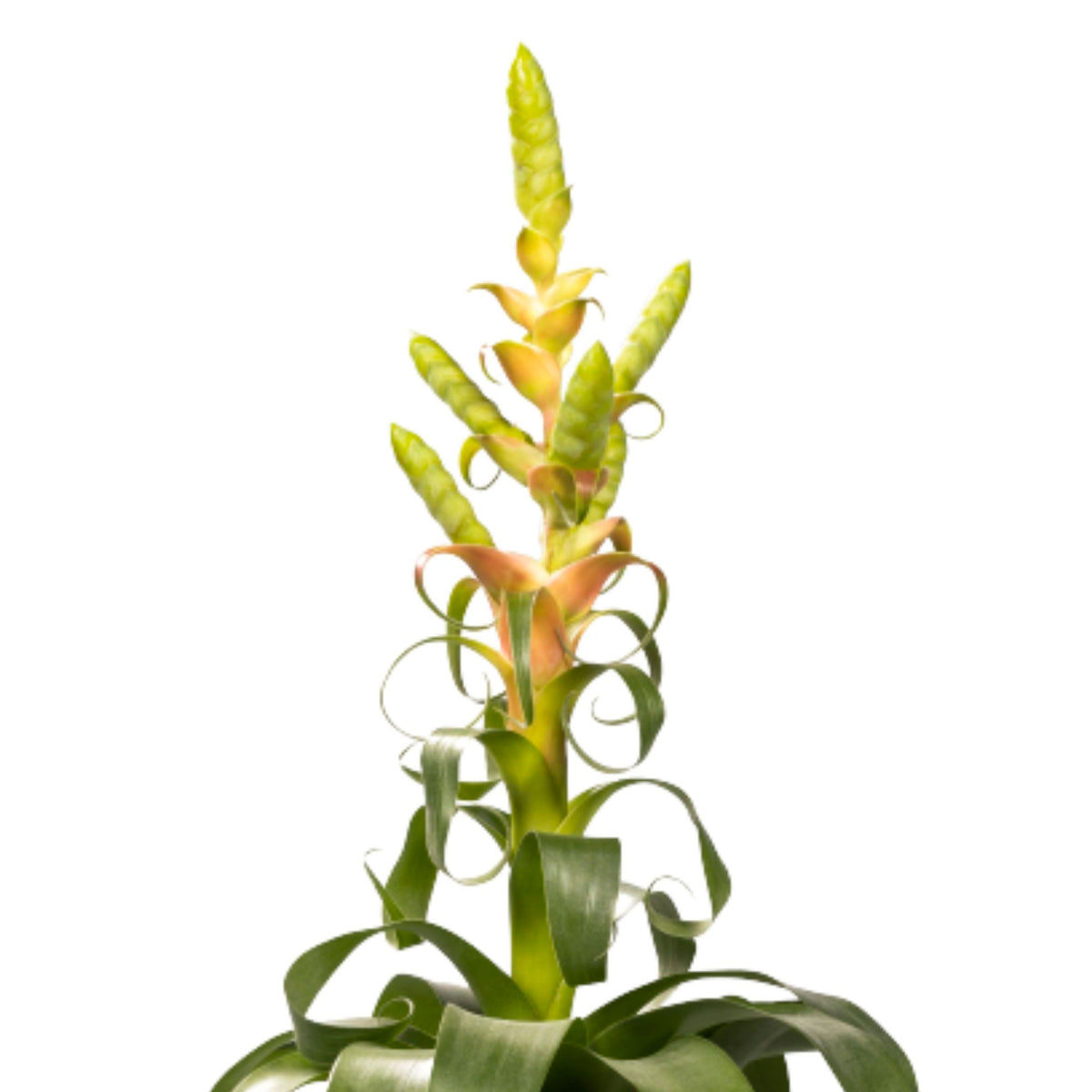 Bromeliad Tillandsia 'Samantha'  'Samantha' Yellow-Green-Pink