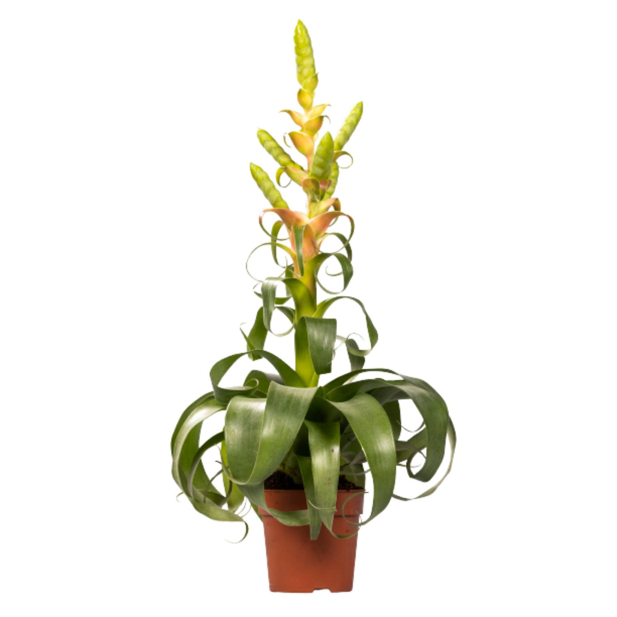 Bromeliad Tillandsia 'Samantha'  'Samantha' Yellow-Green-Pink