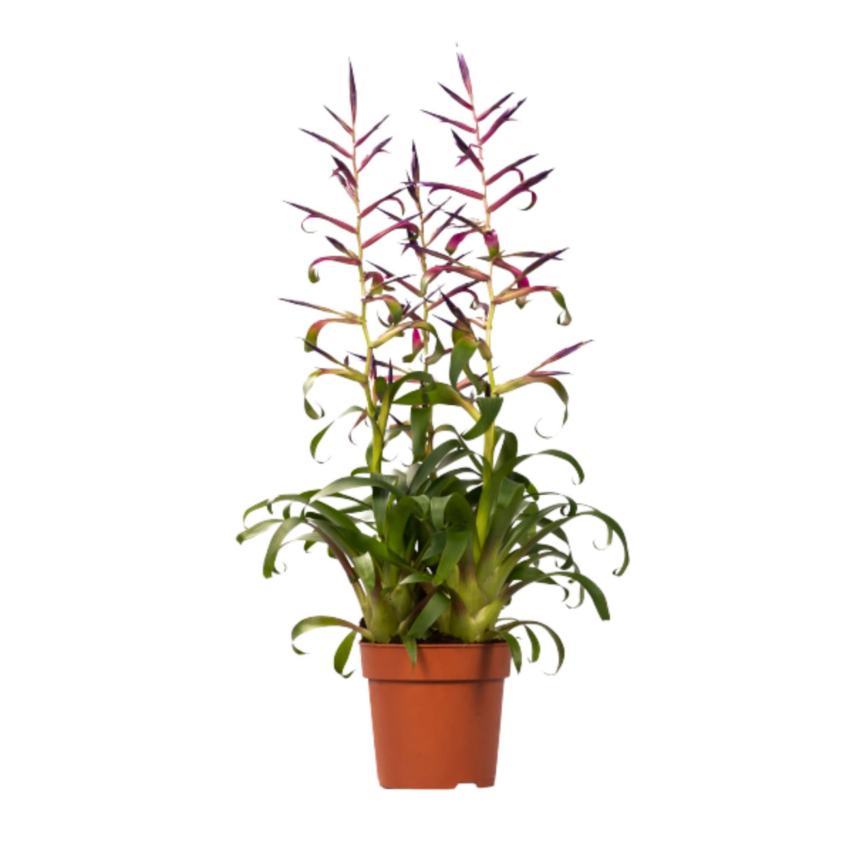 Bromelia Tillandsia 'Mora' Purple-Green