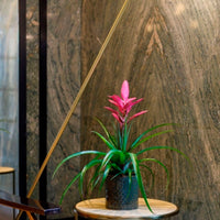 Bromelia Tillandsia 'Antonio' Pink