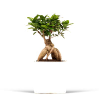 Ficus microcarpa 'Ginseng' incl. decorative pot