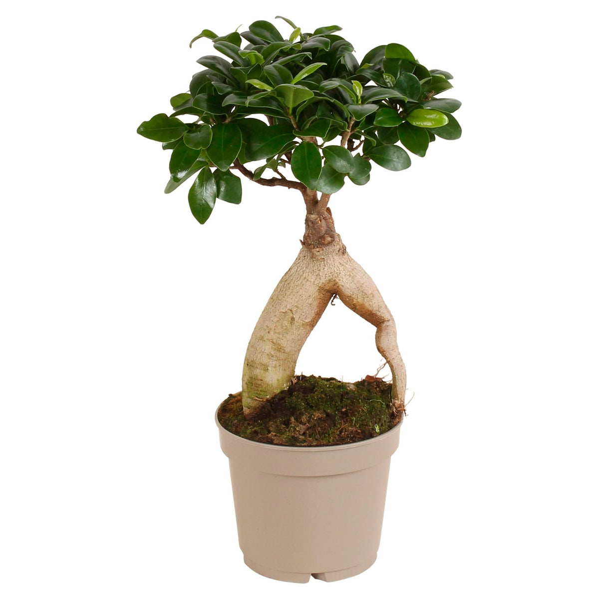 Ficus microcarpa 'Ginseng'