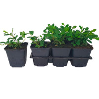Six-pack of Cotoneaster 'Major' ground cover plants - Hardy plant