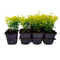 Six-pack of Euonymus 'Emerald Gold' yellow ground cover plants - Hardy plant