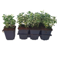 Six-pack of Euonymus 'Emerald Gaiety' ground cover plants - Hardy plant