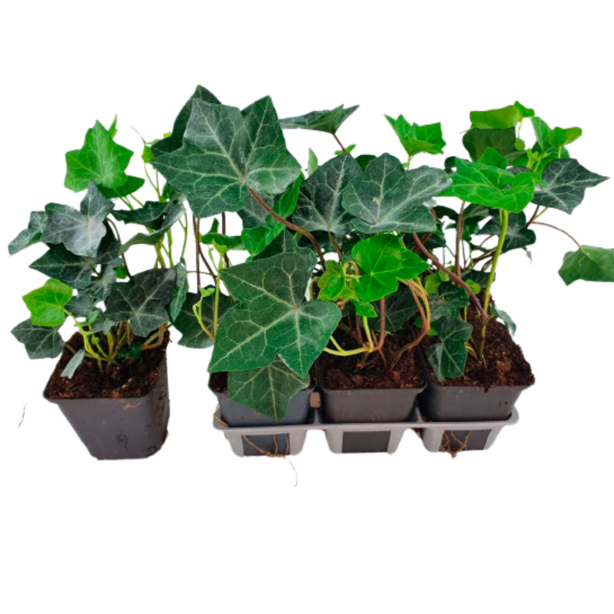 Six-pack of Hedera hibernica ground cover plants - Hardy plant