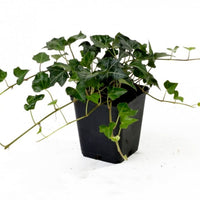 Six-pack of Hedera hibernica ground cover plants - Hardy plant