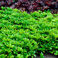 Six-pack of Pachysandra terminalis pachysandra ground cover plants - Hardy plant