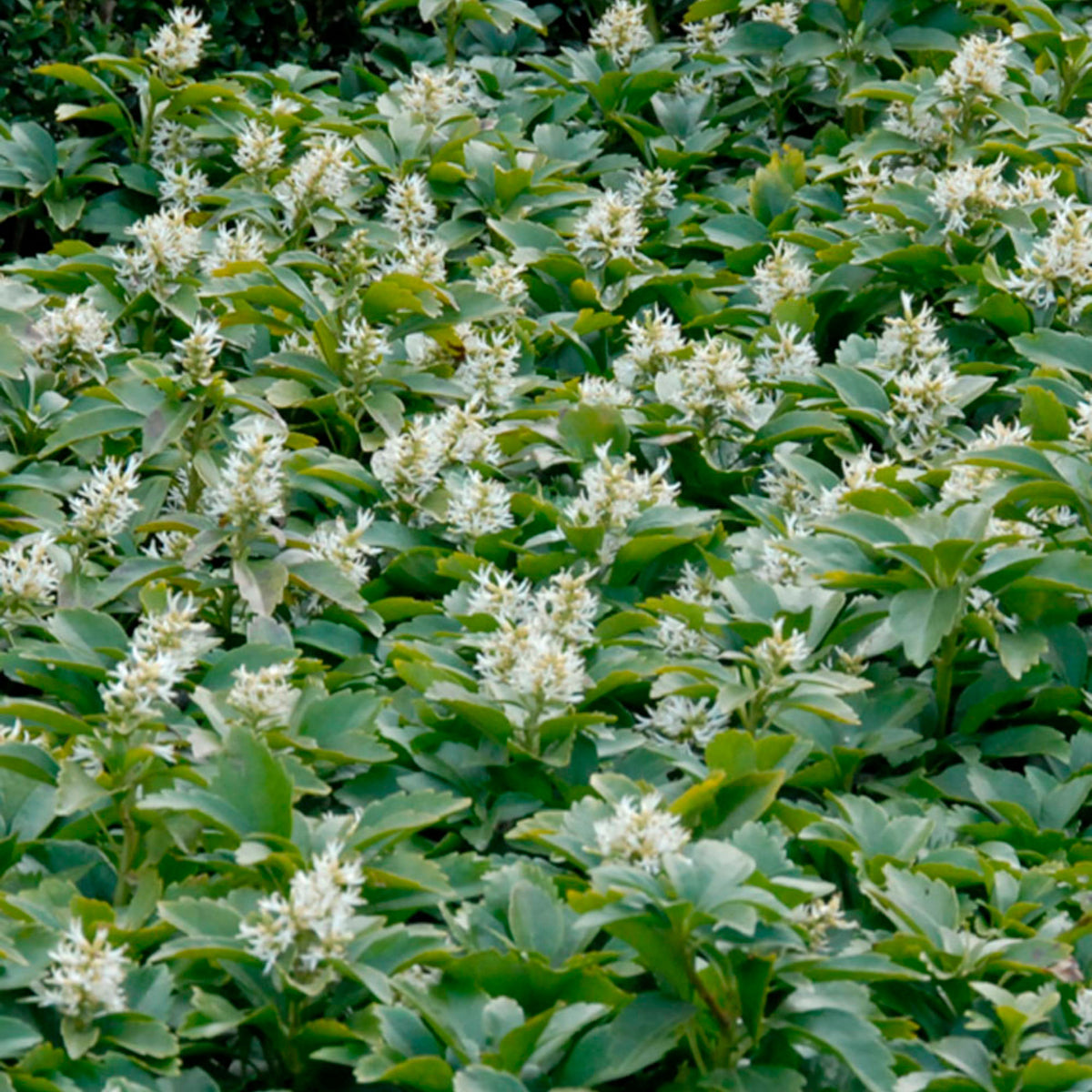 Six-pack of Pachysandra terminalis pachysandra ground cover plants - Hardy plant