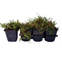 Six-pack of green Thymus serpyllum thyme ground cover plants - Hardy plant