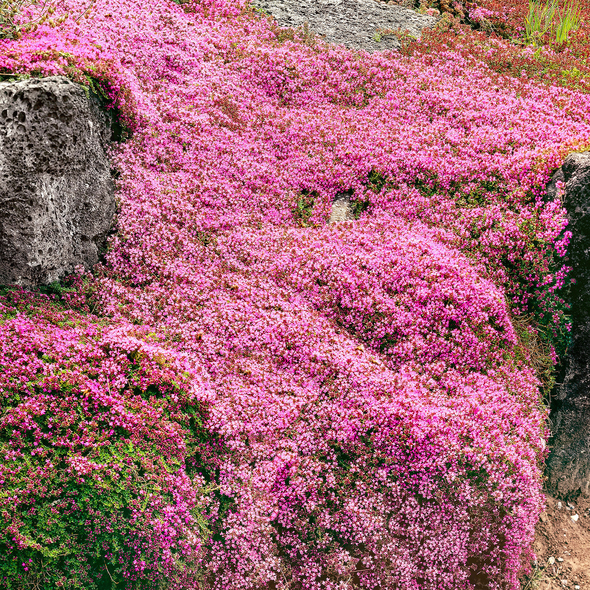 Six-pack of green Thymus serpyllum thyme ground cover plants - Hardy plant