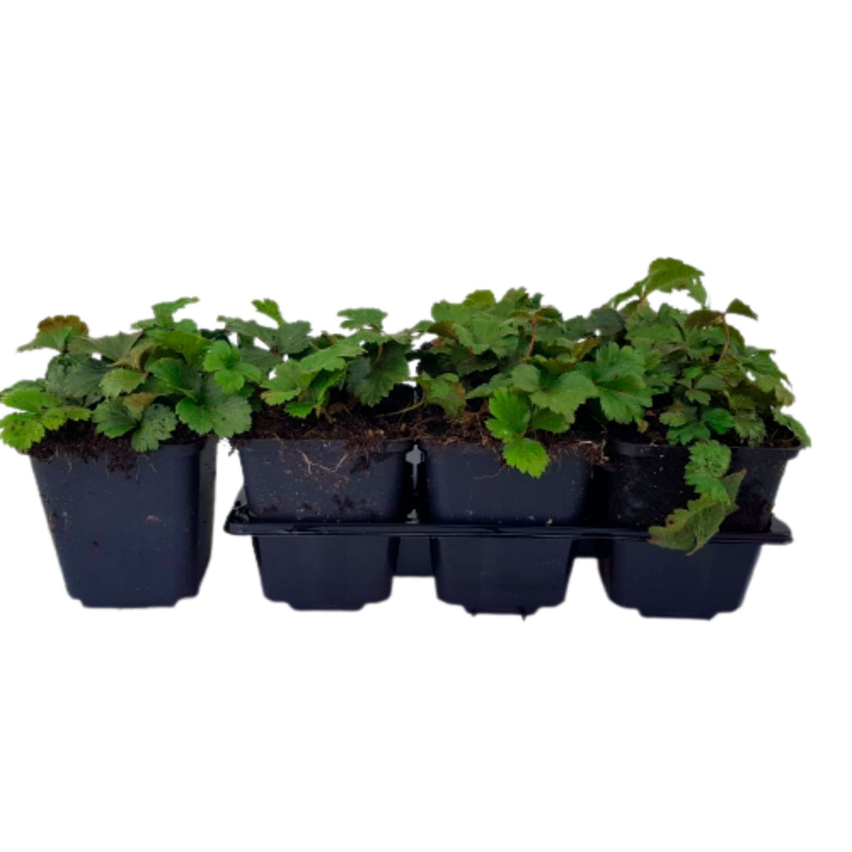 Six-pack of Waldsteinia serpyllum waldsteinia ground cover plants Waldsteinia serpyllum - Hardy plant