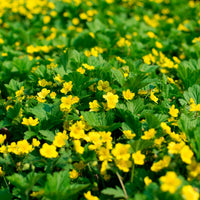 Six-pack of Waldsteinia serpyllum waldsteinia ground cover plants Waldsteinia serpyllum - Hardy plant