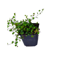 Six-pack of Muehlenbeckia axillaris creeping wire vine ground cover plants - Hardy plant