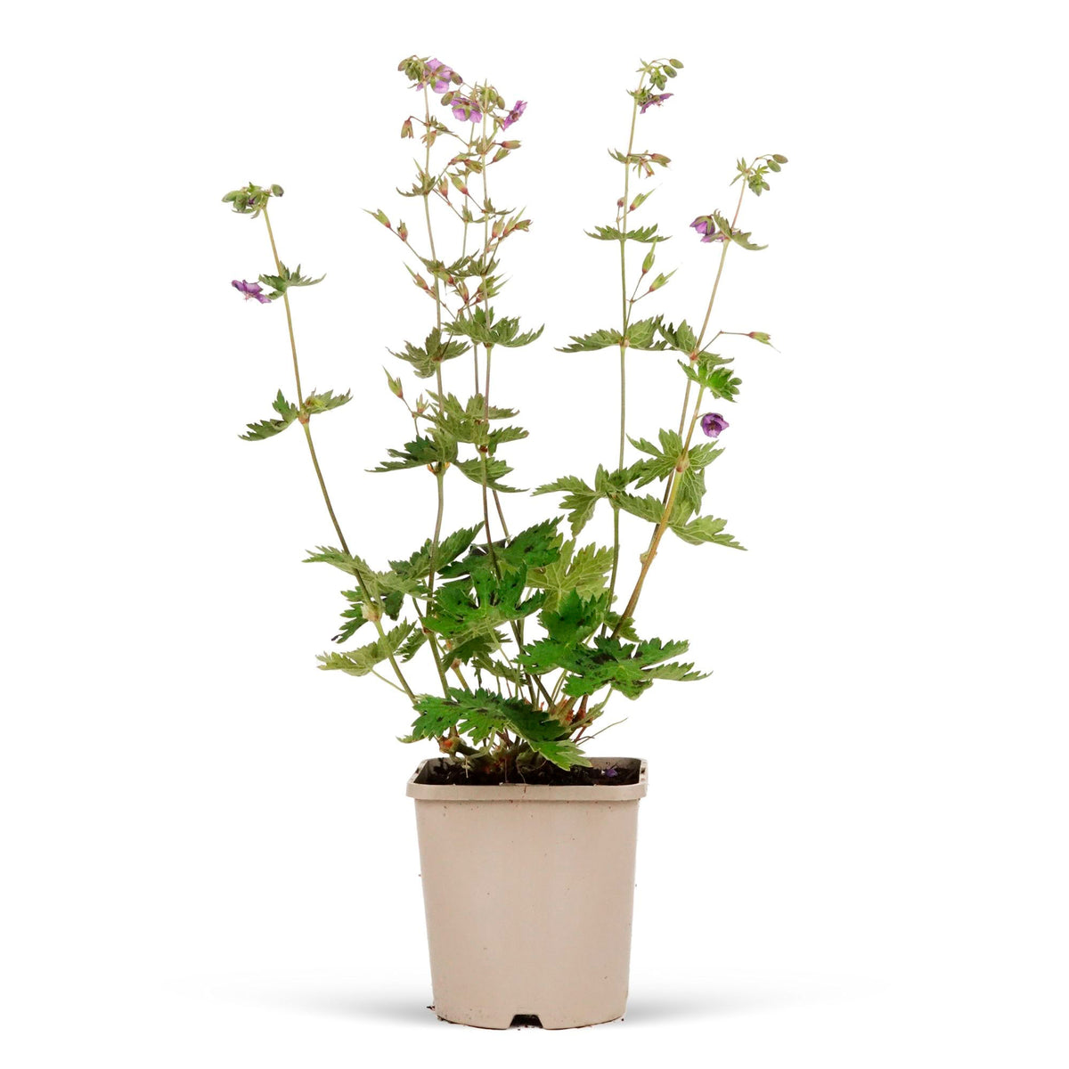 Bloody crane's-bill Geranium 'Kora' Purple-White - Bio - Hardy plant