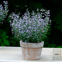 Lesser Calamint Calamintha 'Marvelette Blue' Blue-Purple - Bio - Hardy plant