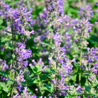 Lesser Calamint Calamintha 'Marvelette Blue' Blue-Purple - Bio - Hardy plant