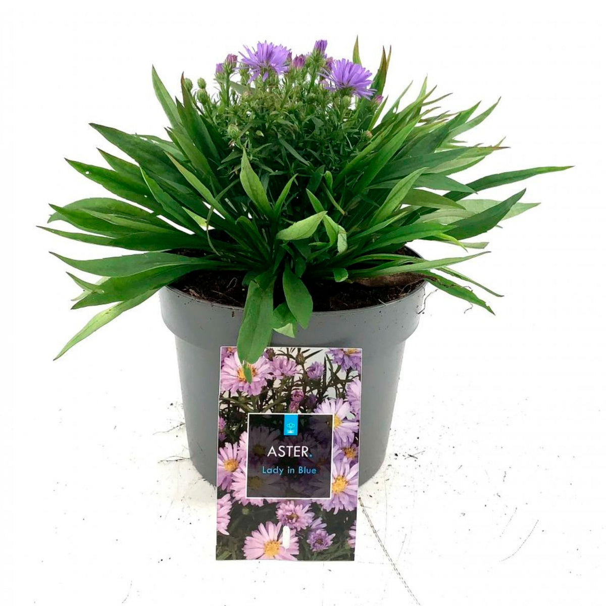 Aster 'Lady in Blue' Blue - Hardy plant