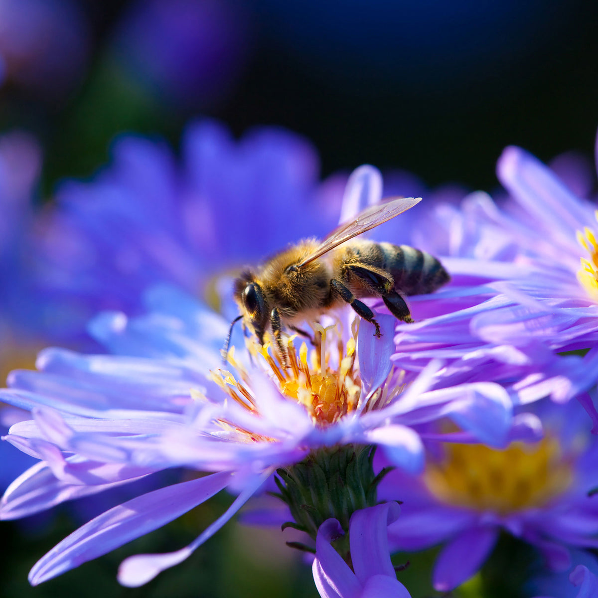 Aster 'Lady in Blue' Blue - Hardy plant